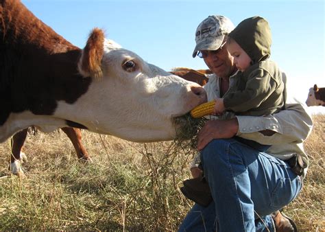 <b>Calves</b> in the 400-700# range should get 14-15% protein. . Feeding whole corn to calves
